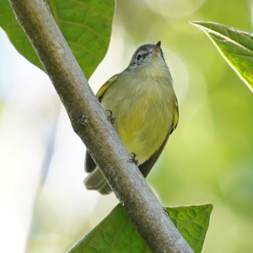 Planalto Tyrannulet (Phyllomyias fasciatus), photo 10