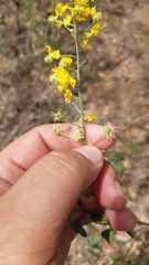 Echinopterys eglandulosa