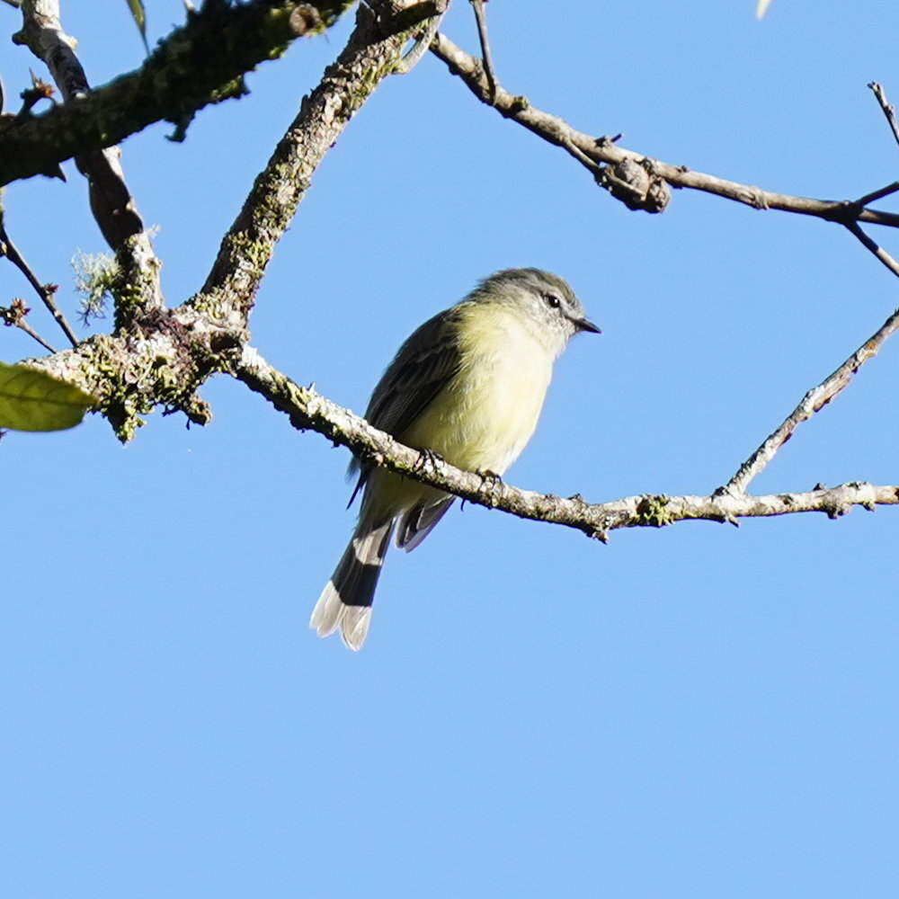 Planalto Tyrannulet (Phyllomyias fasciatus), photo 7