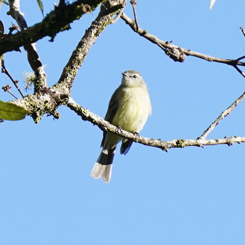 Planalto Tyrannulet (Phyllomyias fasciatus), photo 6