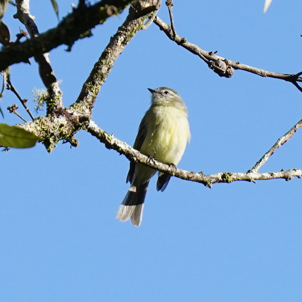Planalto Tyrannulet (Phyllomyias fasciatus), photo 5