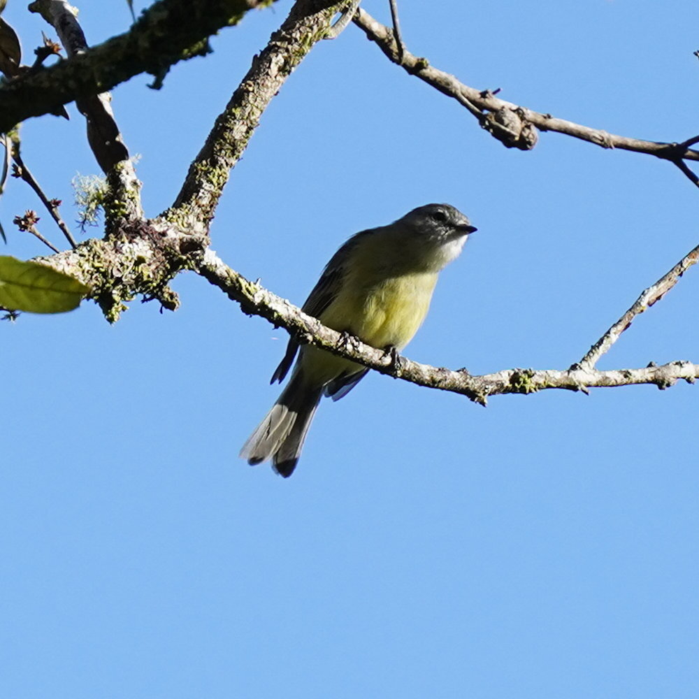 Planalto Tyrannulet (Phyllomyias fasciatus), photo 8