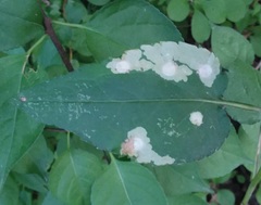 Astrotischeria astericola