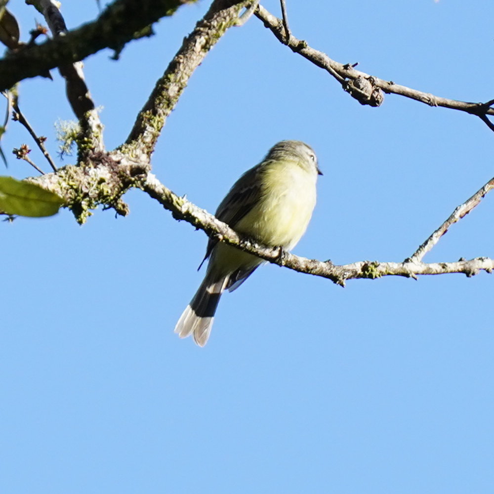 Planalto Tyrannulet (Phyllomyias fasciatus), photo 9