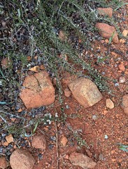 Ceanothus roderickii