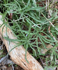 Calystegia stebbinsii