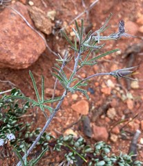 Calystegia stebbinsii