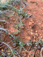 Calystegia stebbinsii
