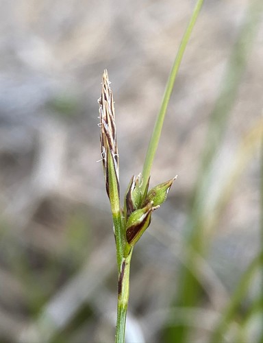 chaparral sedge (Carex xerophila)