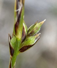 Carex xerophila