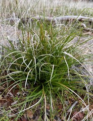 Carex xerophila