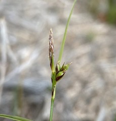 Carex xerophila