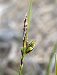 Carex xerophila