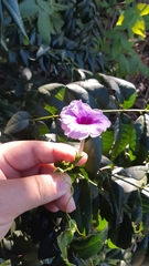 Ipomoea muricata