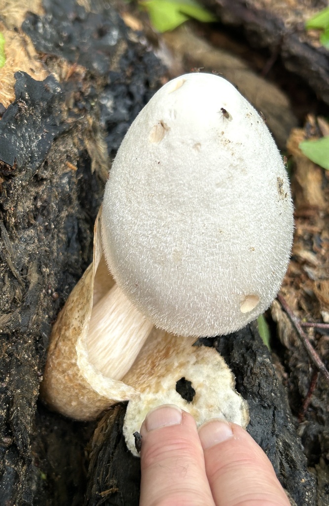 Volvariella bombycina · April 2026 · photo: © northcut1 (iNaturalist, cc-by)