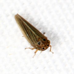 Agalliini