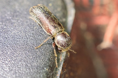 Amphicerus bicaudatus