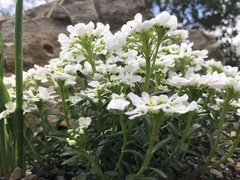 Iberis sempervirens