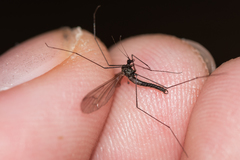 Trichocera hiemalis