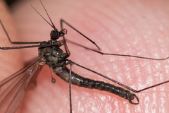 Trichocera hiemalis
