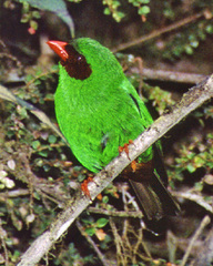 Chlorornis riefferii
