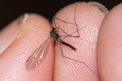Trichocera hiemalis