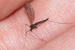 Trichocera hiemalis