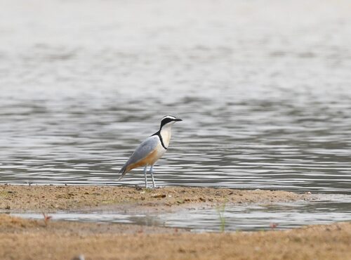 Egyptian Plover