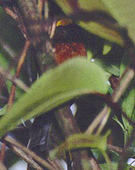 Catamblyrhynchus diadema