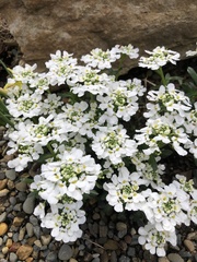 Iberis sempervirens
