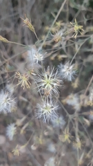 Brickellia coulteri adenopoda