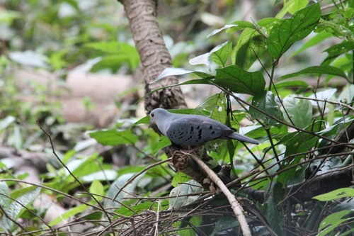 Claravis pretiosa