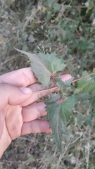 Brickellia coulteri adenopoda