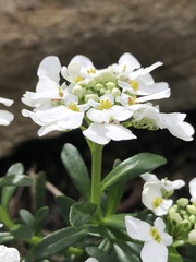 Iberis sempervirens