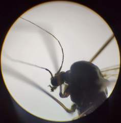 Trichocera hiemalis