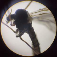 Trichocera hiemalis