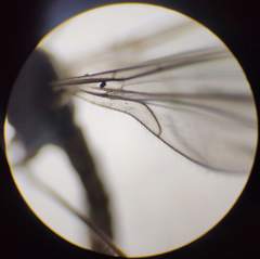 Trichocera hiemalis