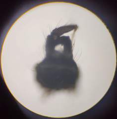 Trichocera hiemalis
