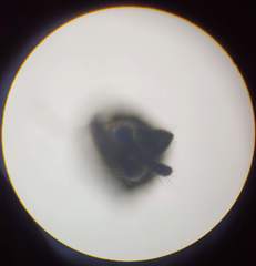 Trichocera hiemalis