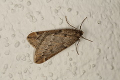 Alsophila aescularia
