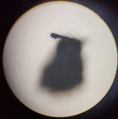 Trichocera hiemalis