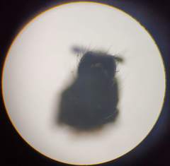 Trichocera hiemalis