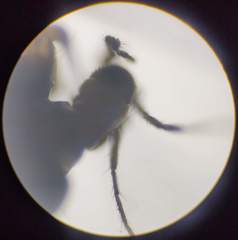 Trichocera hiemalis