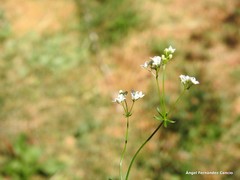 Galium papillosum
