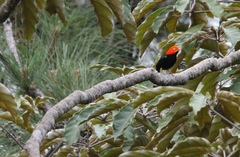 Ceratopipra mentalis