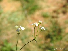 Galium papillosum