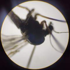 Trichocera hiemalis