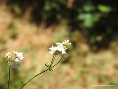 Galium papillosum