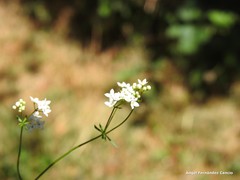 Galium papillosum