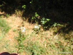 Galium papillosum